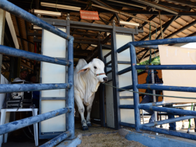 Parque Fernando Costa recebe os primeiros animais para a 83º ExpoZebu