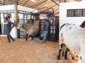 ABCZ inicia admissão de animais que participarão dos julgamentos da 89ª ExpoZebu