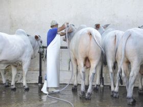 Sustentabilidade continua no foco da ExpoZebu 2016