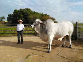 Gado Tabapuã ganhará núcleo interestadual de criadores da raça