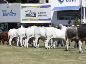 ExpoZebu 2018: campeonato Modelo Frigorífico foi destaque desta quinta-feira (03)