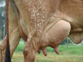 Inscrições para 4º Concurso Leiteiro Natural superam expectativas