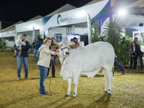Campeã Novilha Menor da ExpoZebu 2023 da raça Tabapuã, avaliada em mais de R$ 1 milhão, é arrematada em leilão