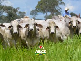 Associação de Brahman leva avanços genéticos e qualidade da carne para a Feicorte 2026