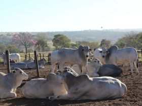 PNAT 2026: ABCZ divulga segunda lista de touros pré-selecionados