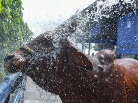 Confira a programação da ExpoLeite para esta terça-feira (10)