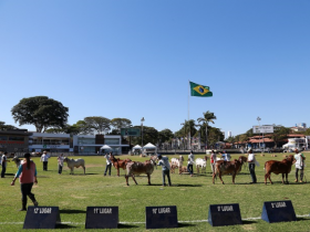 Megaleite terá feira do Pró-Genética, Pró-Fêmeas e atendimento do PMGZ