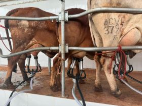 Novilhas participantes da 1ª Prova de Produção de Leite Tropical passam por controle leiteiro oficial