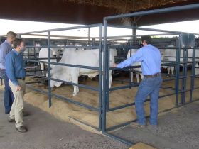 Representantes de centrais de inseminação visitam touros do PNAT