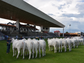 Nelore Minas premia os melhores do Ranking Mineiro de 2013/2014