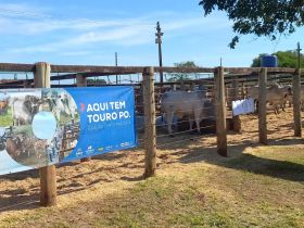 ABCZ comemora sucesso da Feira Pró-Genética de Monte Carmelo (MG)