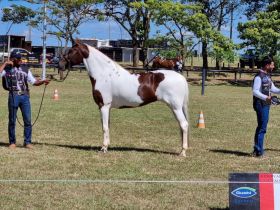  Crioulo e Mangalarga Marchador comemoram sucesso de exposições durante a ExpoZebu