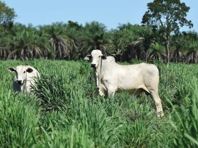 Estudo científico revela que pecuária tem carbono positivo