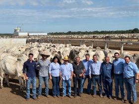 Genética de resultados: como o PMGZ Carne verticaliza a cadeia produtiva e comprova com exatidão a superioridade de touros zebuínos melhoradores