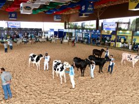 Julgamentos das raças Gir Leiteiro e Girolando movimentam a pista da 2ª ExpoLeite