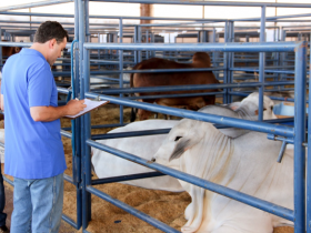 Centrais de Inseminação votam em touros do PNAT