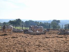 PNAT 2024: começou hoje (15) o Teste de Desempenho e Eficiência Alimentar (TDEA)