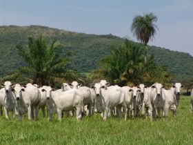 Raça Nelore será destaque na Expo Agro Premium, em Ituverava (SP)