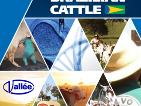 De olho no mercado externo, novas empresas e criatórios aderem ao Brazilian Cattle