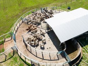 ABCZ divulga resultados da primeira etapa do programa Zebu: Carne de Qualidade