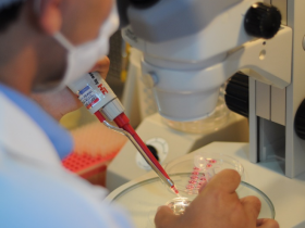 Brasil está apto a exportar embriões bovinos in vitro para o Paraguai