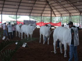 Julgamentos 2ª Expo Nelore Avaré começam nesta quarta-feira  