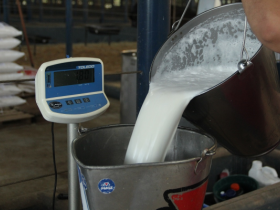 ExpoGenética 2019: Período de adaptação do '6° Concurso Leiteiro de Fazenda' começou no sábado (20)