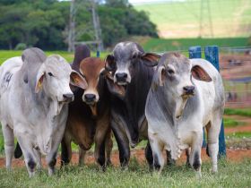 Brahman abre inscrições para 3ª Prova de Eficiência e Performance
