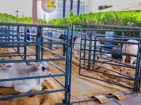 17ª ExpoGenética: touros PNAT já estão no Parque Fernando Costa