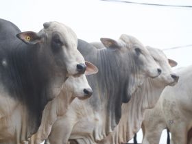 Genética de peso: touros do PNAT 2025 avançam no TDEA com ótimos resultados