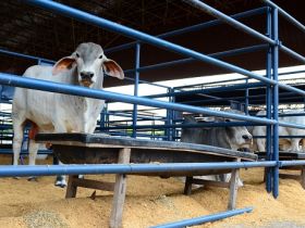 ExpoGenética 2019: Quarta-feira (21) será marcada por avaliações do PNAT