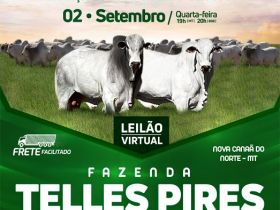 'Leilão Virtual Fazenda Telles Pires' acontece na próxima quarta-feira (02) 