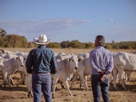 PMGZ Comercial: agregando valor aos rebanhos comerciais