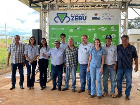 Bezerros participantes da segunda edição do programa ‘Zebu: Carne de Qualidade’ passam pela última pesagem dentro da fase de avaliações a pasto