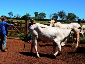 Acasalamento de curral é novo serviço do PMGZ para propriedades com até 30 matrizes