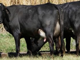 Guzolando fará estreia na ExpoZebu 2016