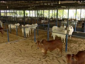 Quarentenário da Fazenda Experimental da ABCZ recebe nova remessa de animais para exportação à Bolívia