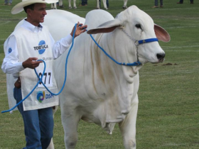 Tabapuã define os campeões da ExpoZebu 2016