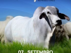 ?Leilão Virtual Origem do Tabapuã? oferecerá reprodutores com genética comprovada
