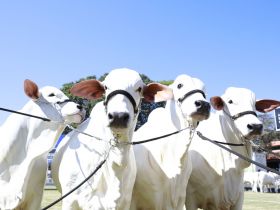 Inscrições abertas para a ExpoZebu 2023