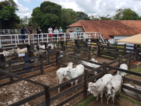 Primeira edição do Pró-Genética no exterior comercializa mais de 20 touros na Bolívia 