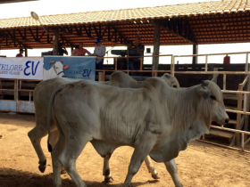 Estância Sobreiro sedia Dia de Campo do Pró-Genética e shopping de animais