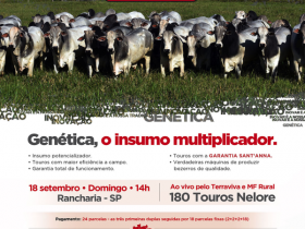 27º Leilão Fazendas Sant?Anna terá oferta de 180 touros Nelore