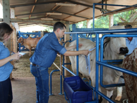 ABCZ adota novo modelo de avaliação linear para zebuínos leiteiros