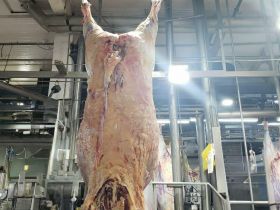 Animais participantes da terceira edição do programa ‘Zebu: Carne de Qualidade’ passam por abate técnico