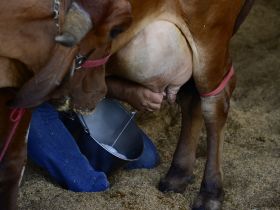 ABCZ divulga campeãs do 42º Concurso Leiteiro