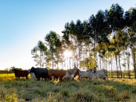 Pecuaristas de leite se preparam para a ExpoLeite, em Uberaba (MG)