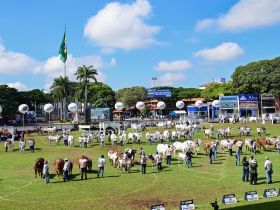 Confira os resultados dos campeonatos Matriz Modelo e Modelo Frigorífico