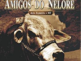 Amigos do Nelore oferta touros com selo PMGZ e Pró-Genética no MT