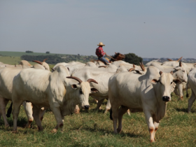 Estudo aponta caminhos para atividade pecuária em MG